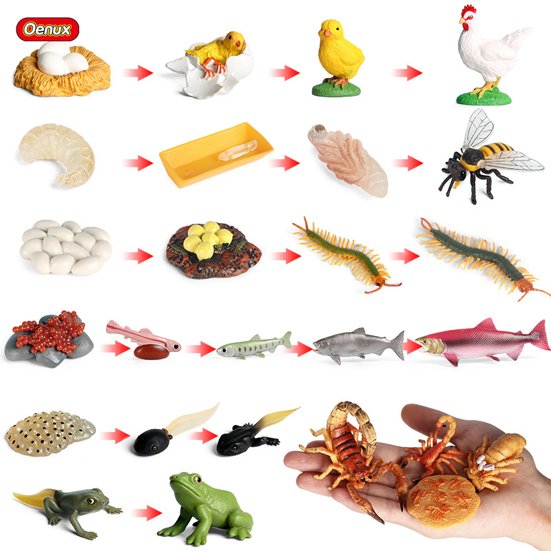 Oenux Life Growth Cycle Simula - đánh giá và giá Baby Products Pictures